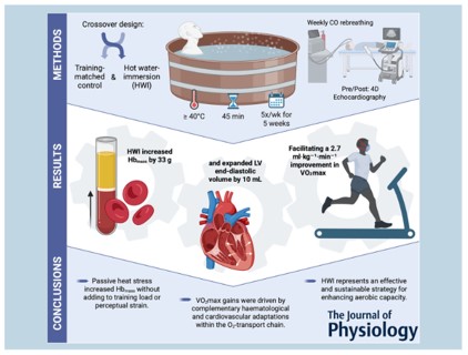 Graphical abstract showing crossover study design: 5 weeks of hot water immersion at 40°C for 45 min increased hemoglobin mass by 33g, expanded left ventricular end-diastolic volume by 10 mL, and improved VO2max by 2.7 mL/kg/min in trained runners.